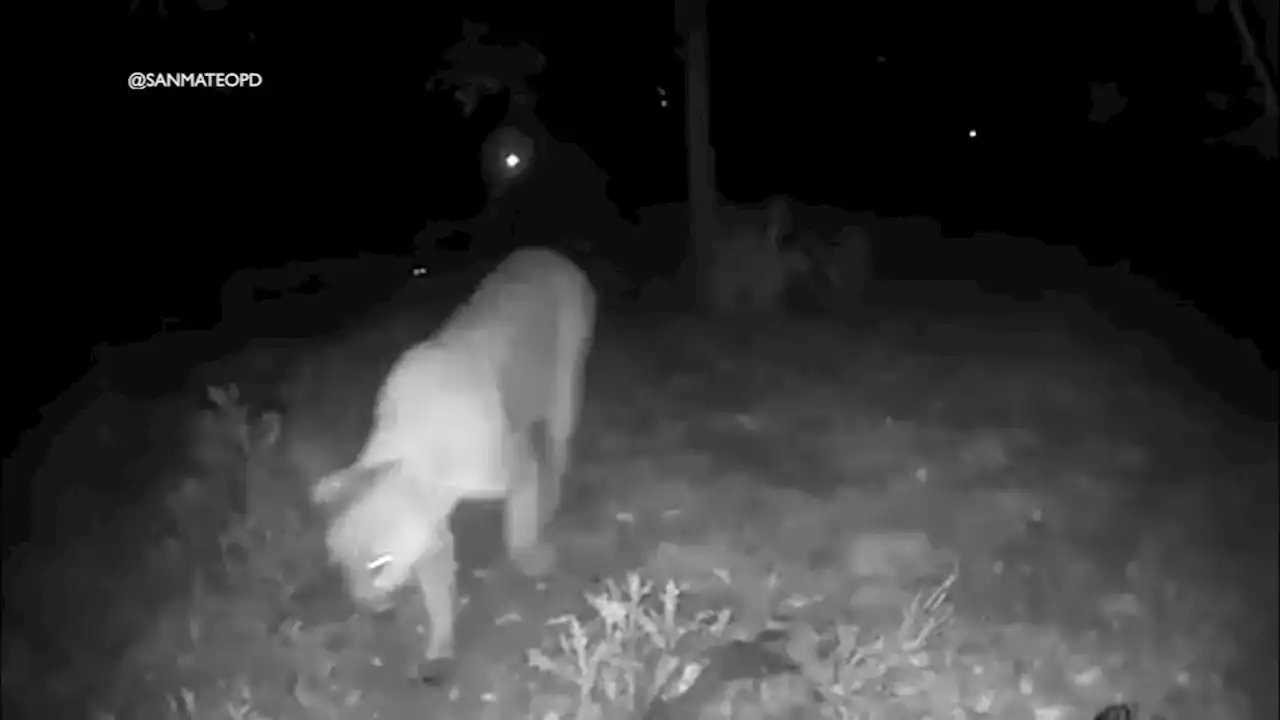 Video shows pair of mountain lions stroll through San Mateo neighborhood