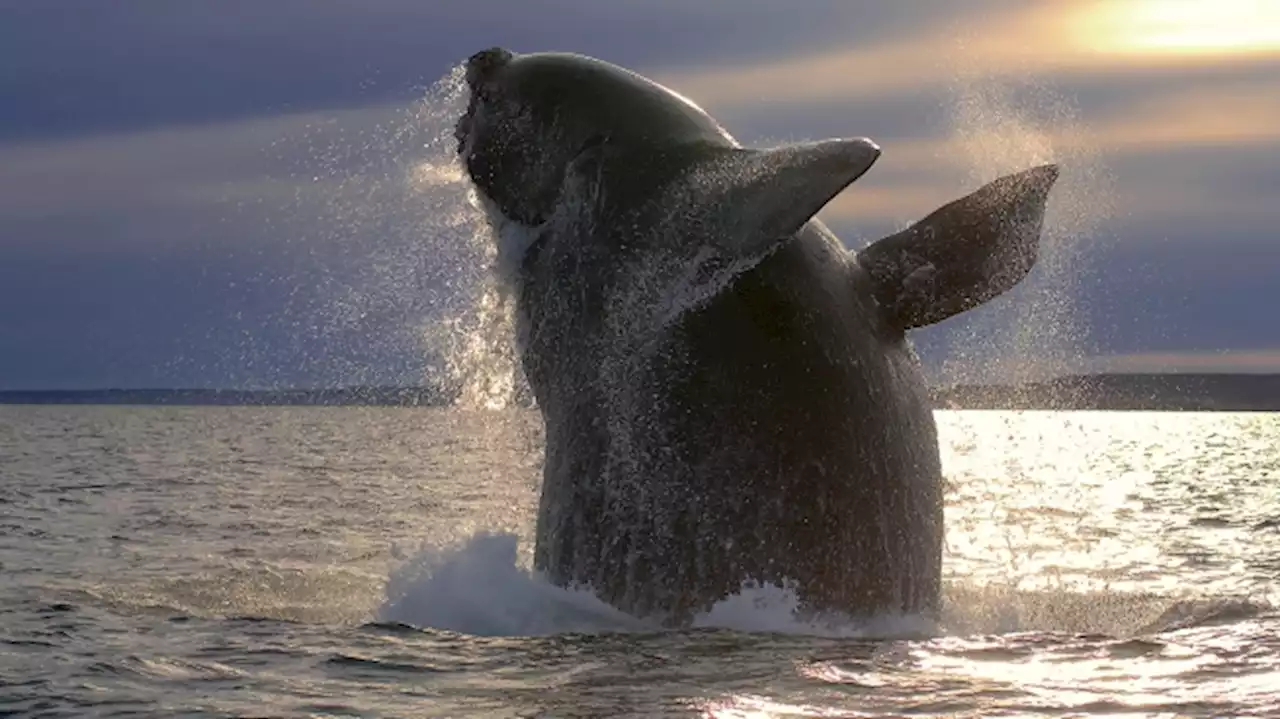 El fotógrafo que desafía los límites de la Patagonia y retrata su mundo animal