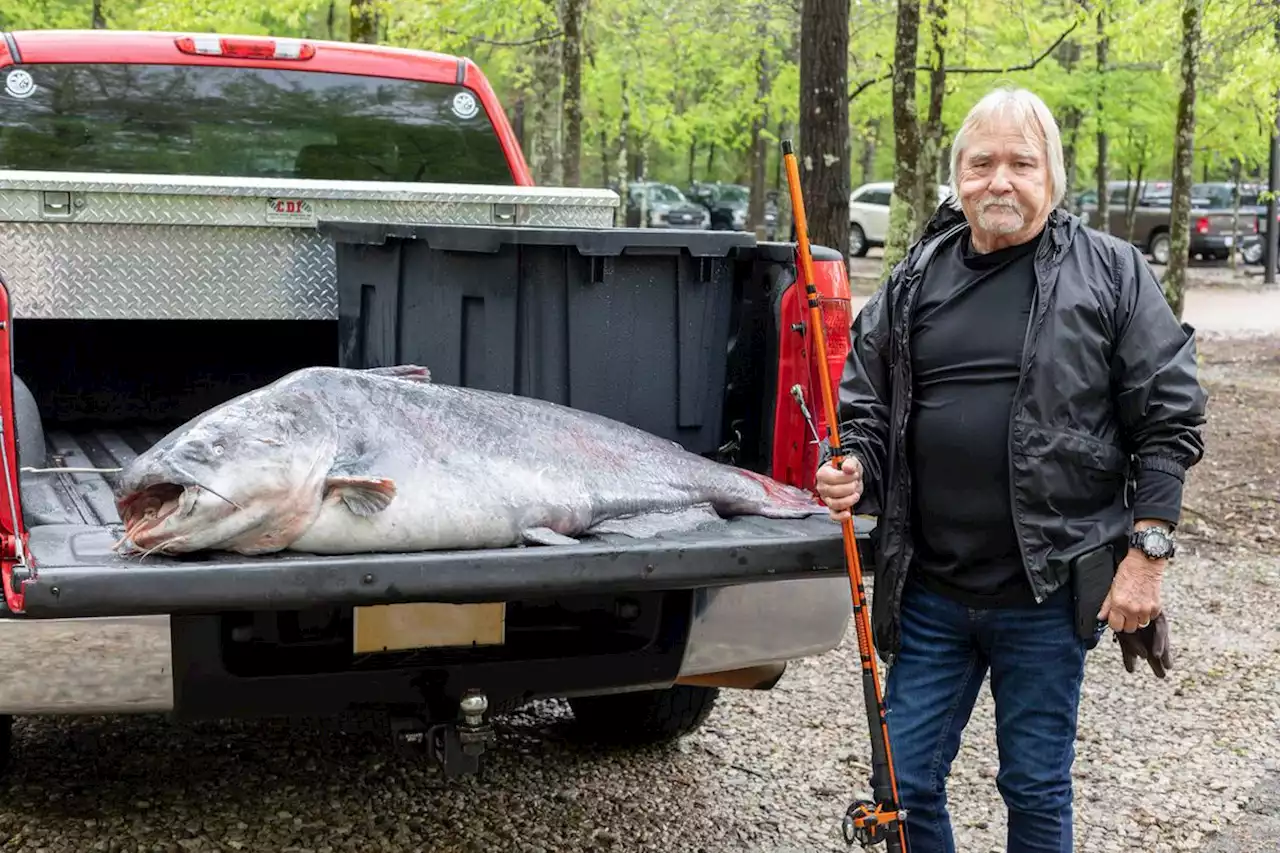 131-pound catfish reeled in after 40 minute fight was as wide as a truck, set Mississippi record