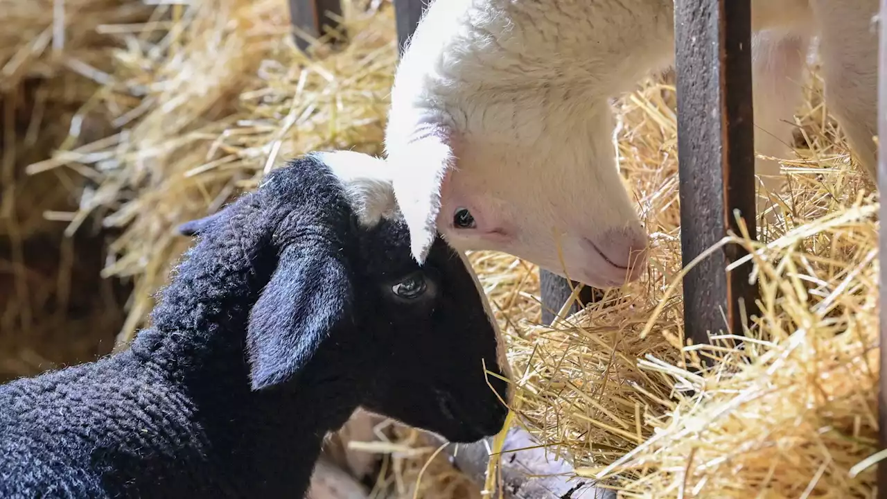 Zwei schafe Frühlingsgeschichten