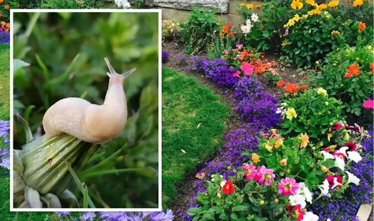 Slugs found to be 'beneficial' for gardens - how to save your plants without killing slugs