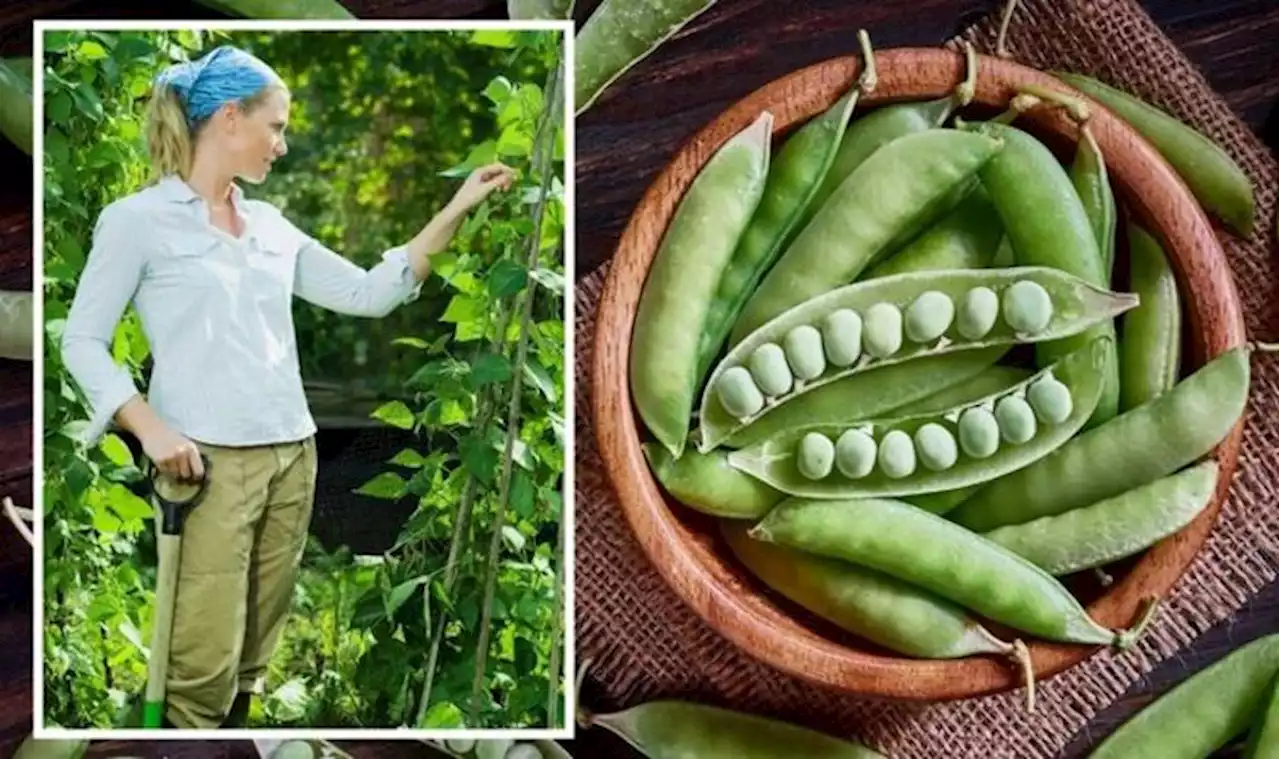 When to plant runner beans - key date to get planting for summer vegetables