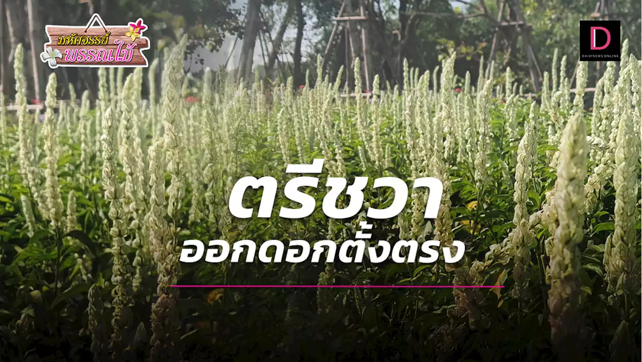 ตรีชวา ออกดอกตั้งตรง | เดลินิวส์