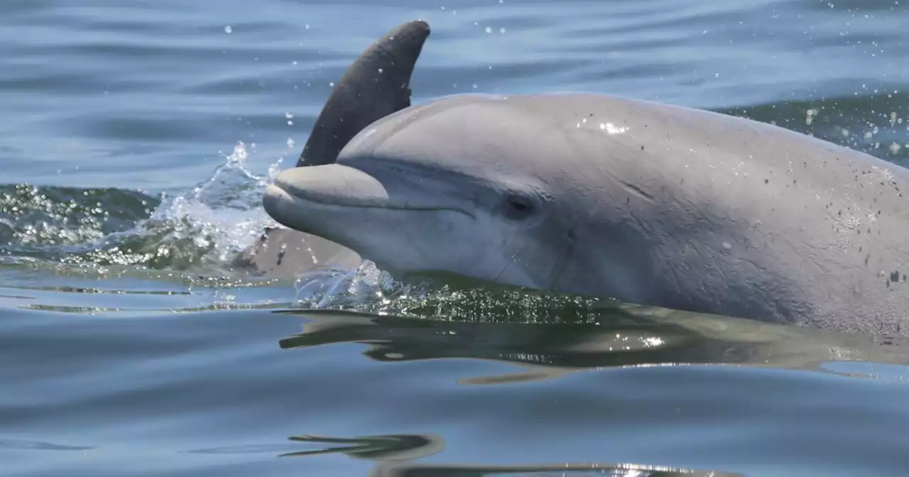 WATCH: Dolphin attacks Miami Seaquarium trainer midshow