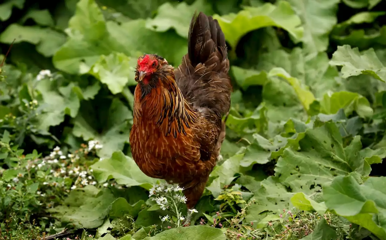 First case of avian flu in Colorado chickens detected in Pitkin County