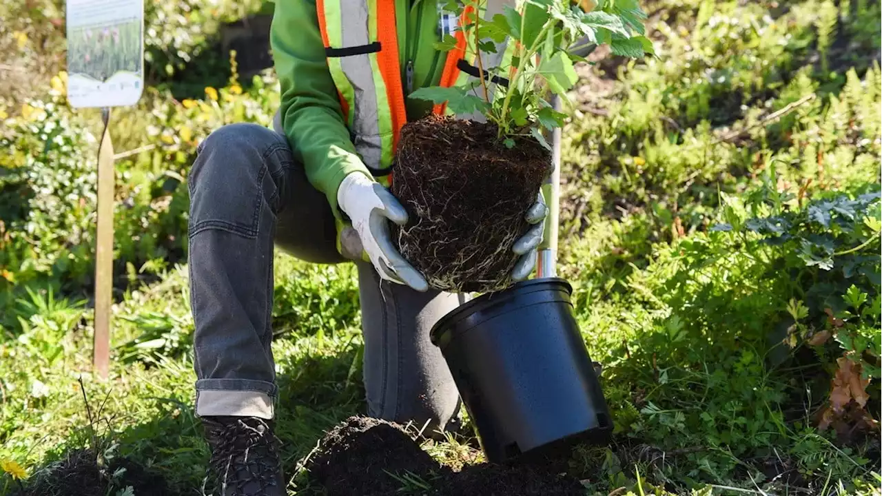 Alexa launches Grow a Tree Skill for Earth Day | Digital Trends