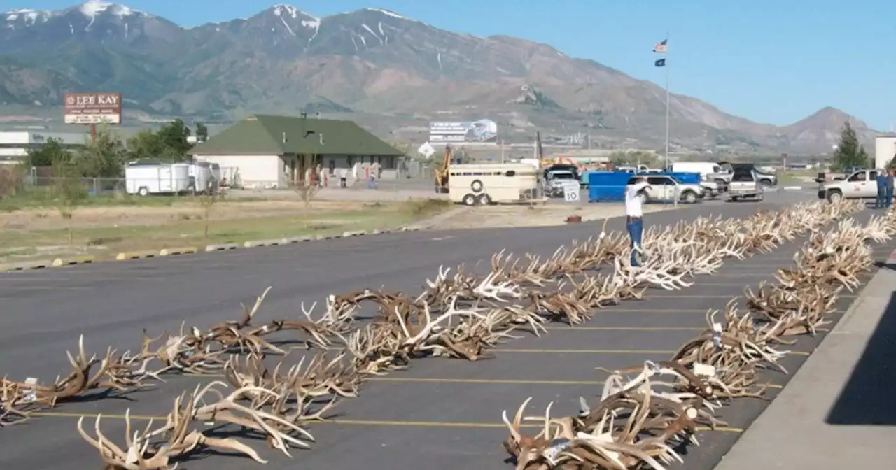 Utah DWR to auction poached antlers, furs