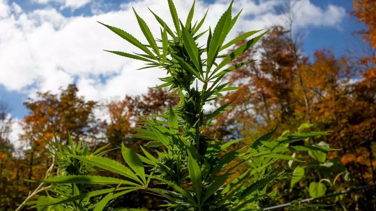 New Jersey approves 7 facilities for recreational cannabis sales