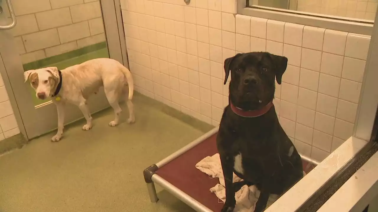 Dallas animal shelter out of space, needs urgent fosters