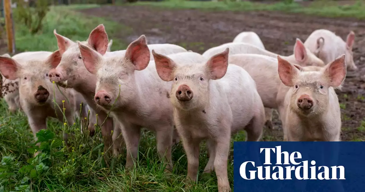 Pic to pork – shifts in language from field to fork | Brief letters