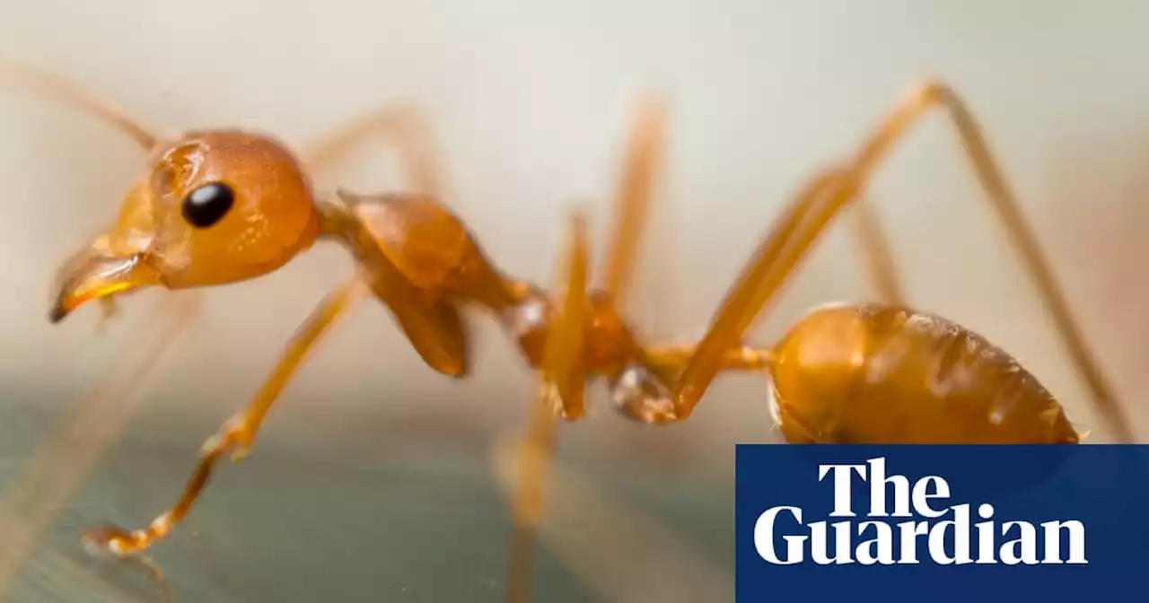 The ants go rafting: invasive fire ants take to Australian flood waters to colonise new areas