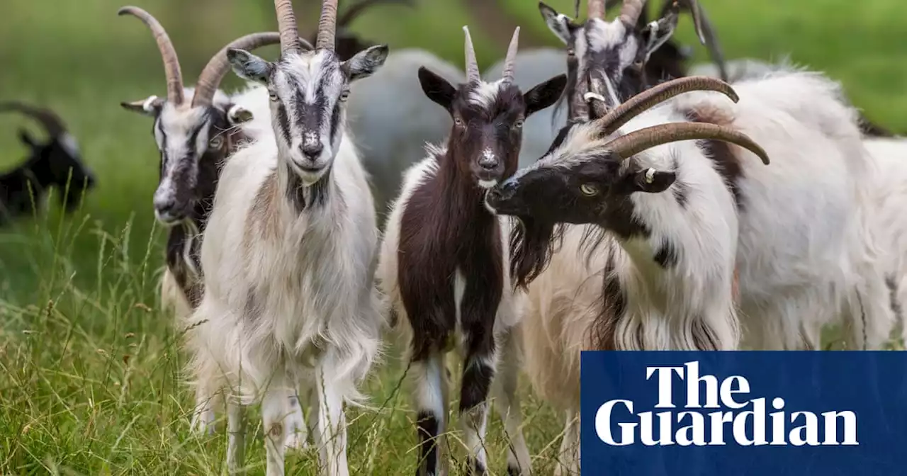 Hackney horses at risk but native goats thriving in the UK