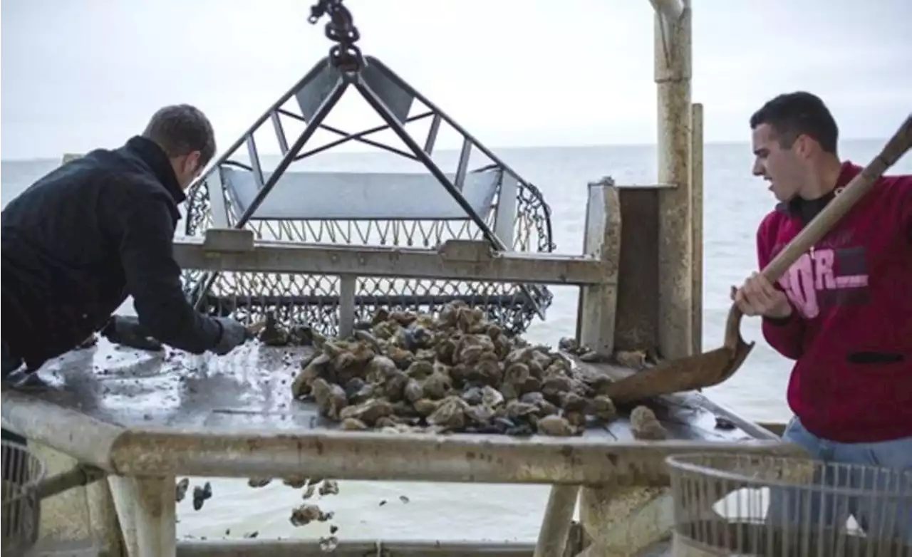 A Disappointing Season and a Troubling Future For Texas Gulf Coast Oystermen