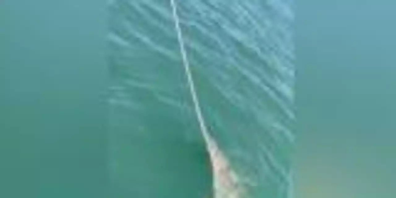 Fisherman accidentally catches 13 foot long sawfish on holiday excursion