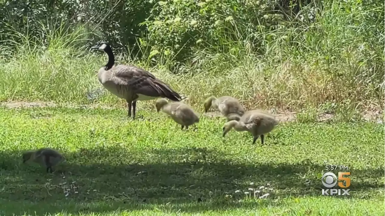 Goose Population Boom Creates Messy Situation At Santa Clara Park