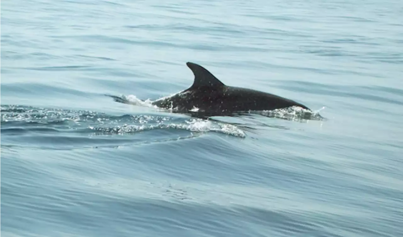 Dolphin attacks trainer during ‘Flipper Show’ in Florida, report says