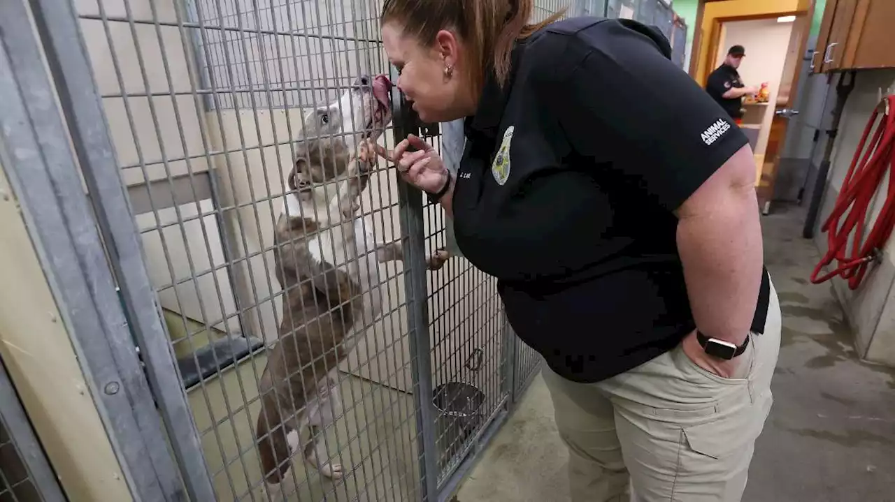 Pandemic puppies? Utah animal shelters, vets overwhelmed with surrendered pets