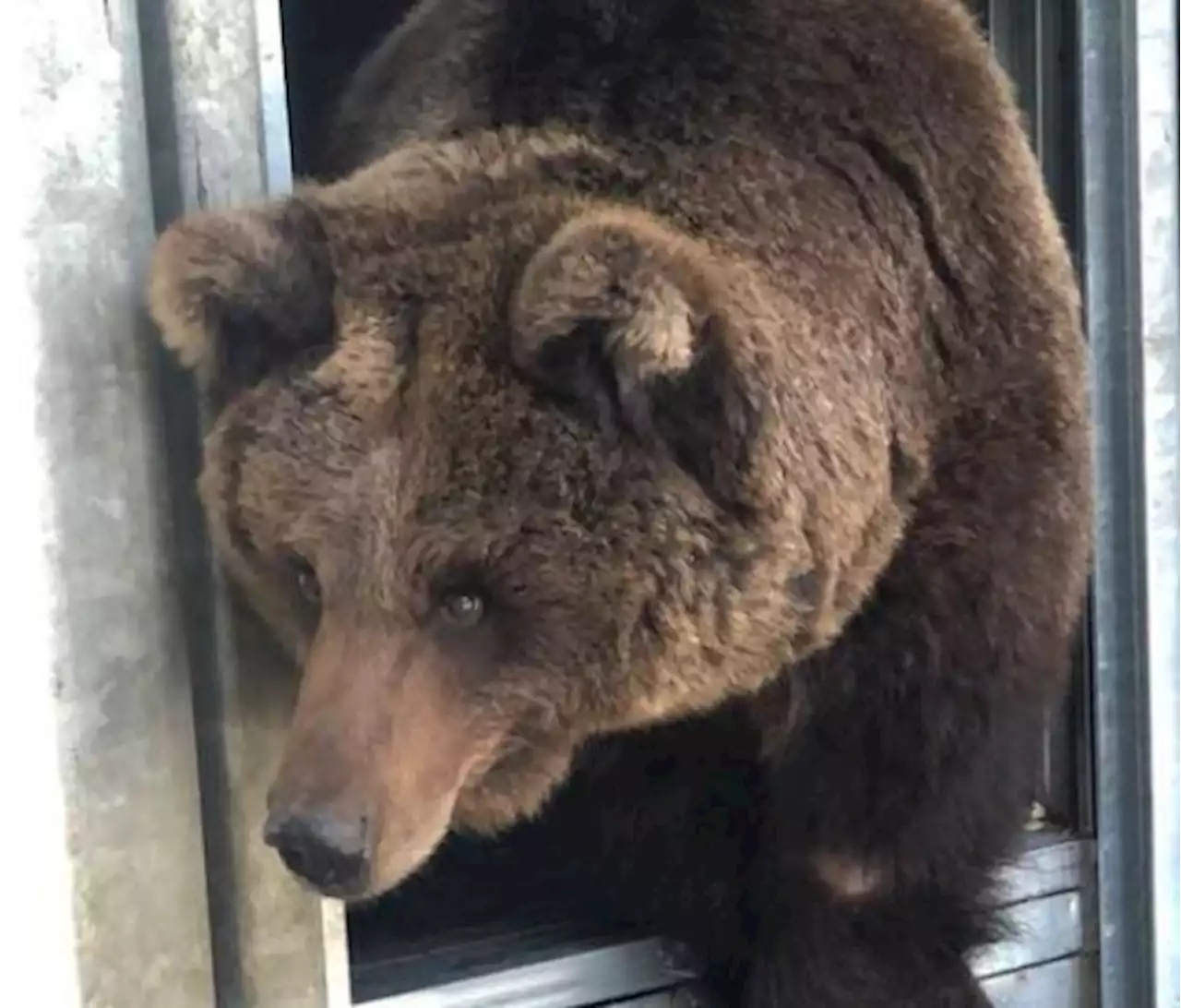 Un ours brun ukrainien abandonné trouve refuge aux Pays-Bas