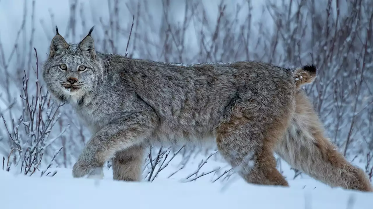 Lynx take epic, 2,000-mile treks—but why is a mystery