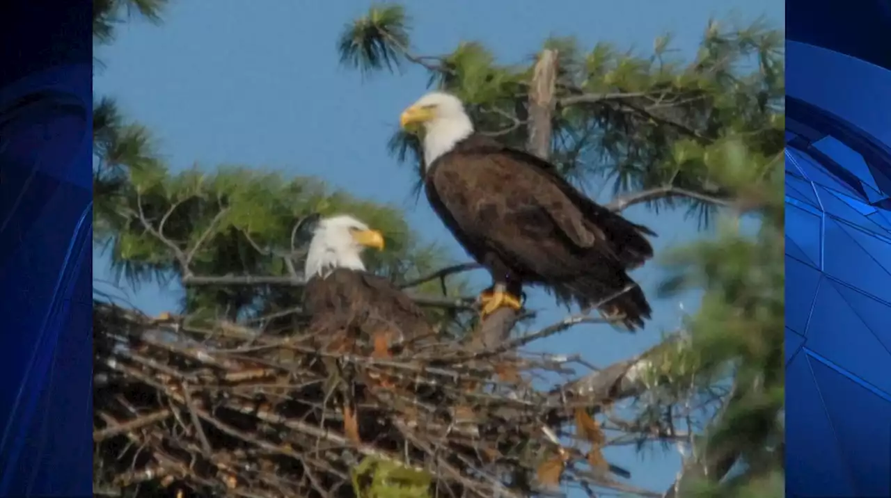 Third Bald Eagle Dead from Bird Flu in Vt., Wildlife Officials Say