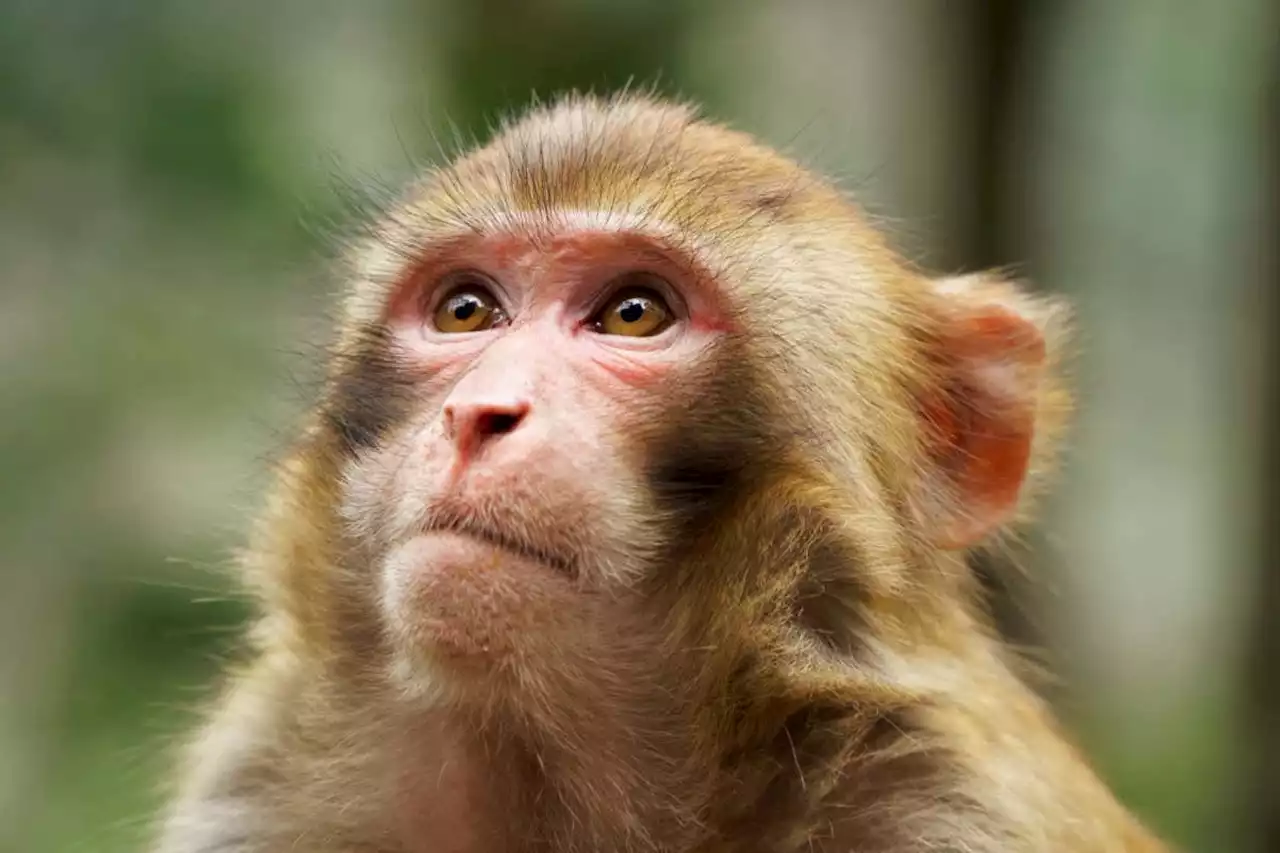 Interoception: Monkeys can sense their own heartbeat just like us