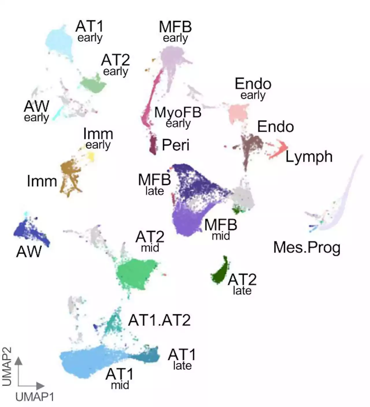 Researchers map lung development after birth into late childhood for the first time