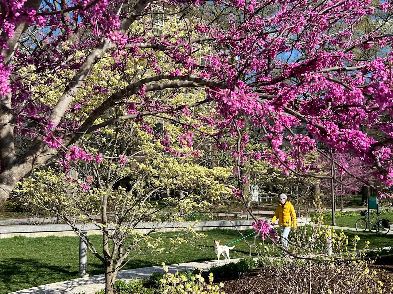 D.C.-area forecast: Early showers give way to warm 70s