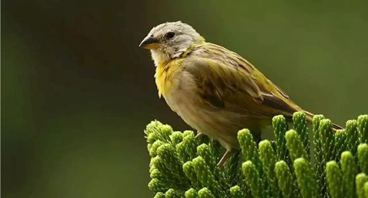 El canario no es como lo pintan: la hembra trabaja mientras el macho entona cantos - Pulzo