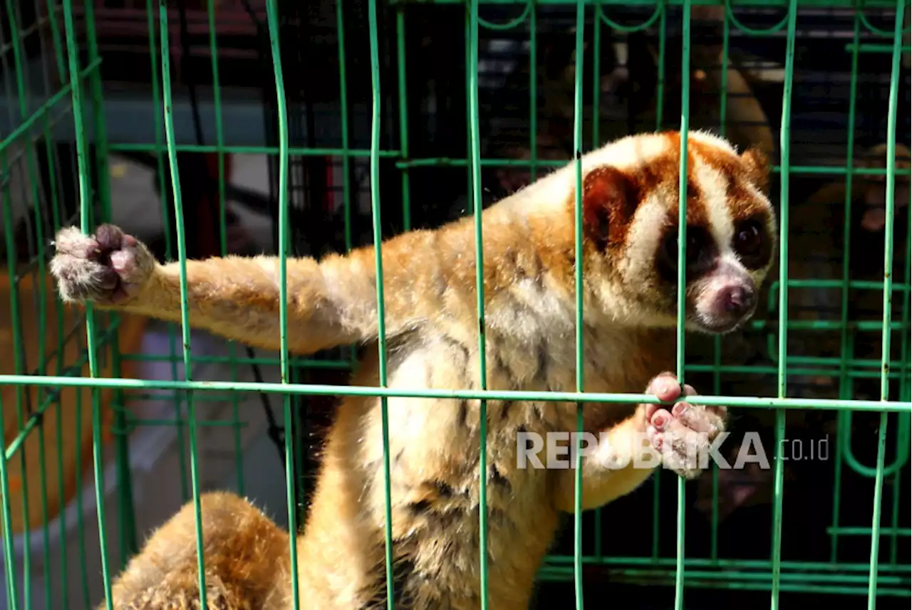 Tim Gabungan Tangkap Penjual Kukang di Agam |Republika Online