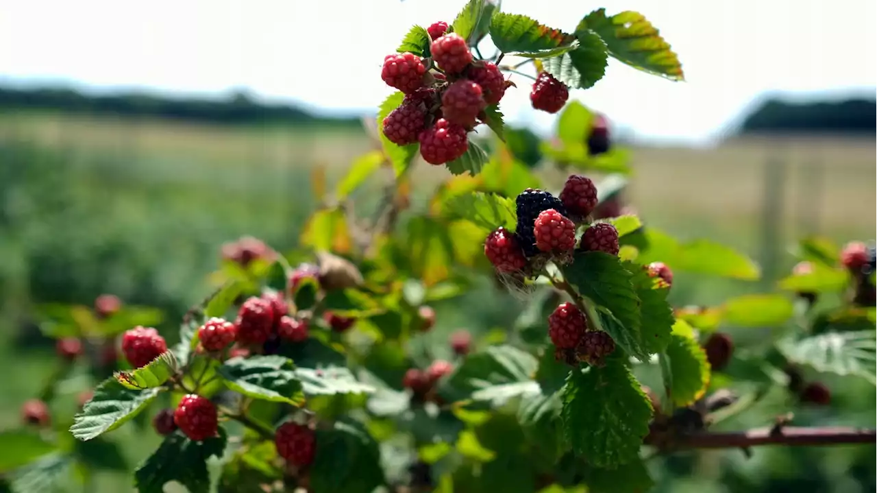 Guerre en Ukraine : l’agriculture bio belge craint de faire les frais des conséquences de la guerre