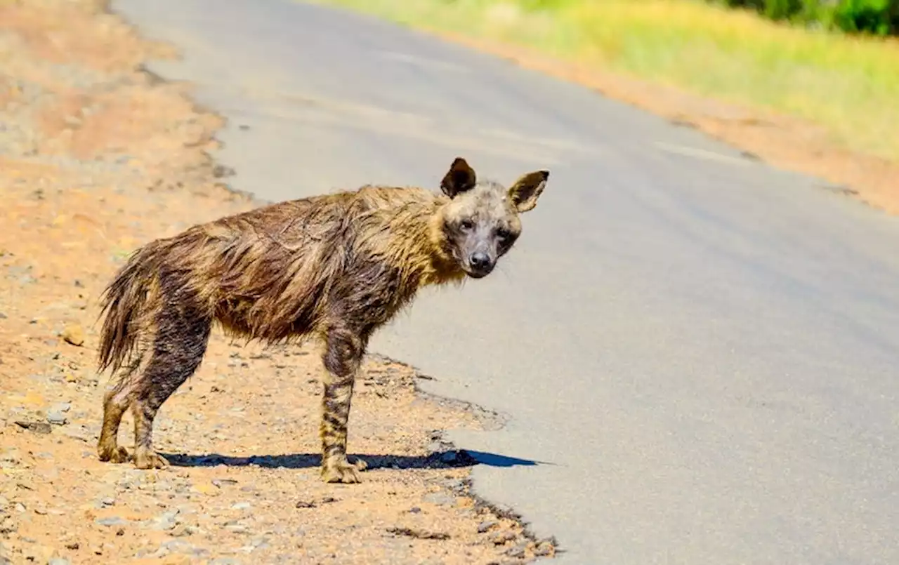 Roadkill Literally &lsquo;Drives&rsquo; Some Species to Extinction