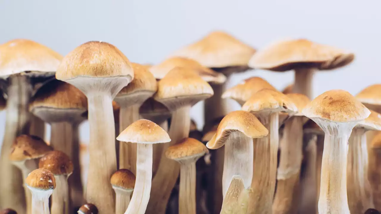 Magic mushroom psychedelic compound opens up depressed people's brains, study suggests