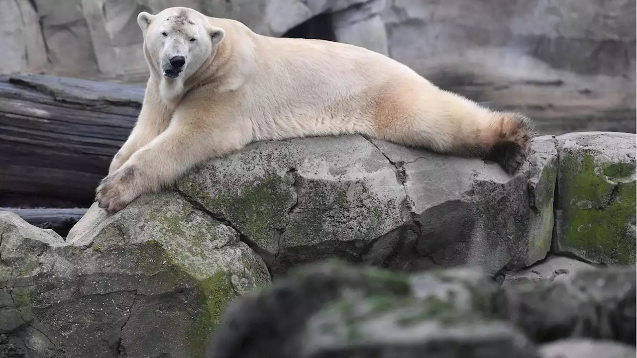 Eisbären brauchen mehr Platz – 'Lloyd' zieht in den Zoo Karlsruhe