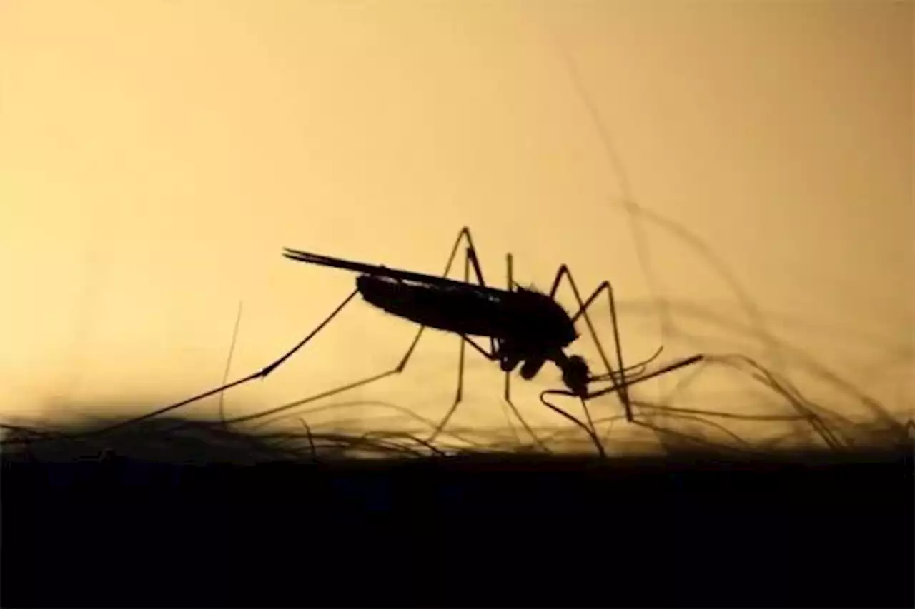 DOH notes increasing dengue cases in 4 regions