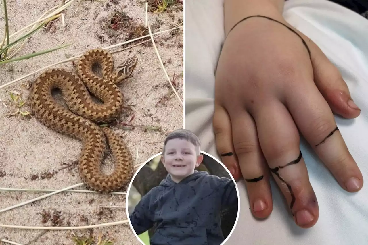 I thought my son was going to die after he was bitten by an adder