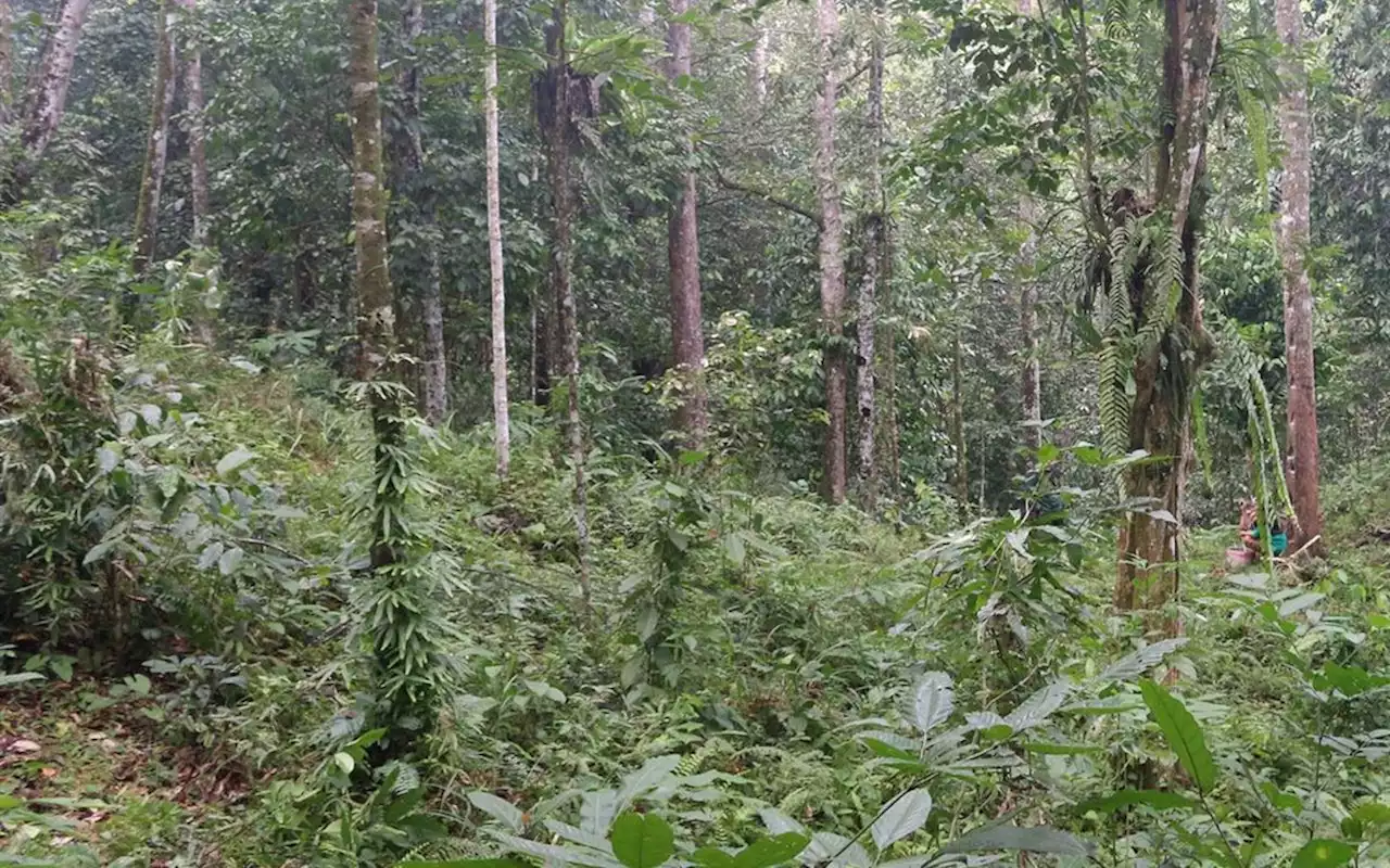 Mobil Nyasar Masuk Hutan di Brebes Dicurigai Ulah Makhluk Gaib, Polisi Ungkap Fakta Lain