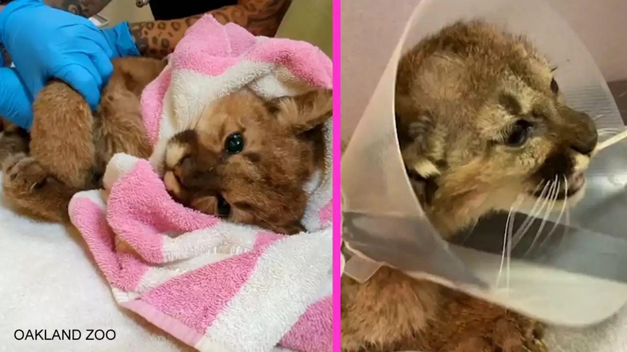 Emaciated and orphaned mountain lion cub rescued, taken to Oakland Zoo for treatment