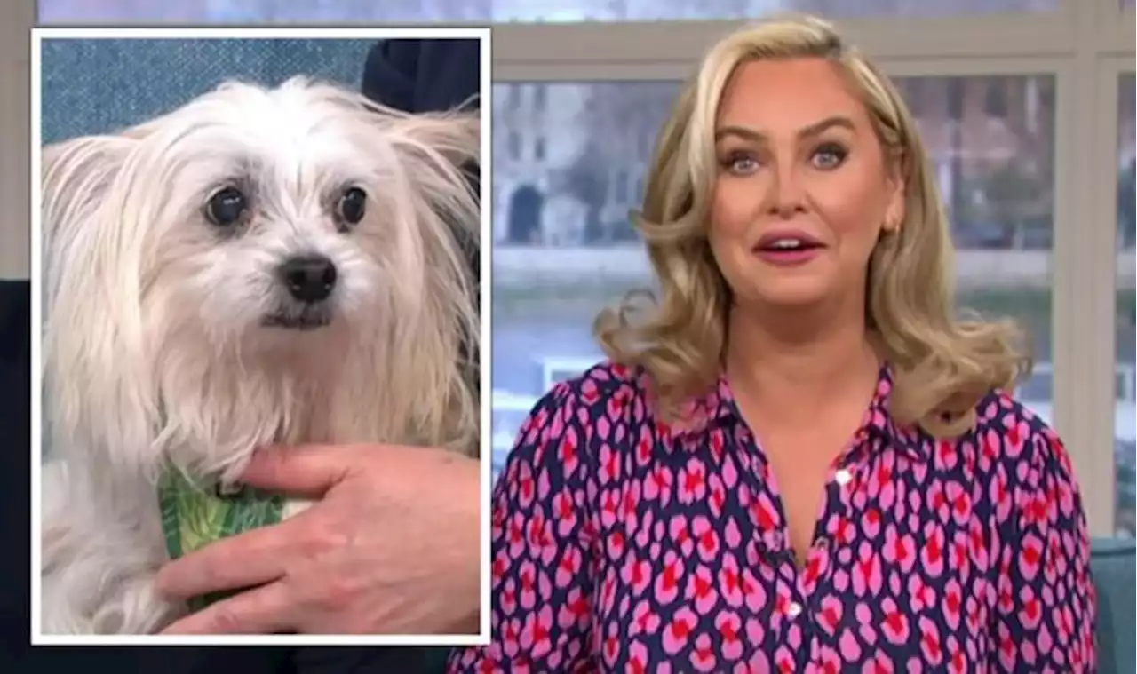 This Morning crew scramble as dog causes chaos mid-interview