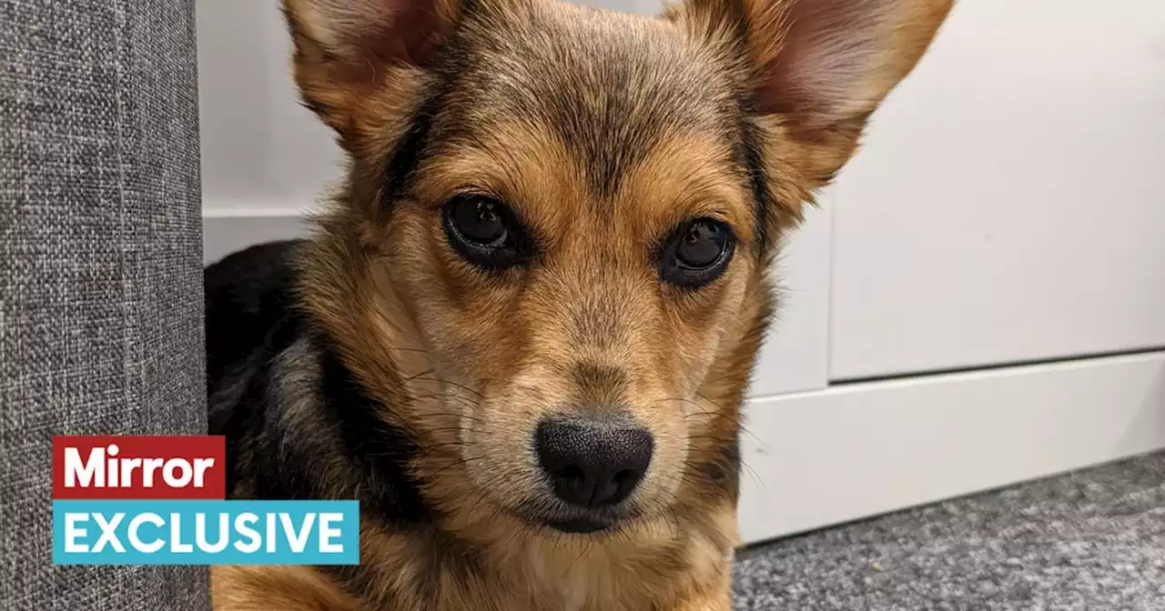 Man's distress as support puppy from Ukraine set to help him is seized from home