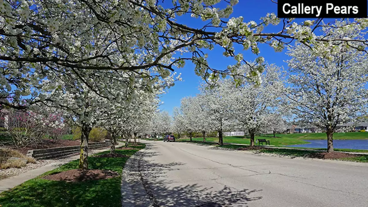 Ornamental pear trees to be banned in Ohio in 2023: What you need to know