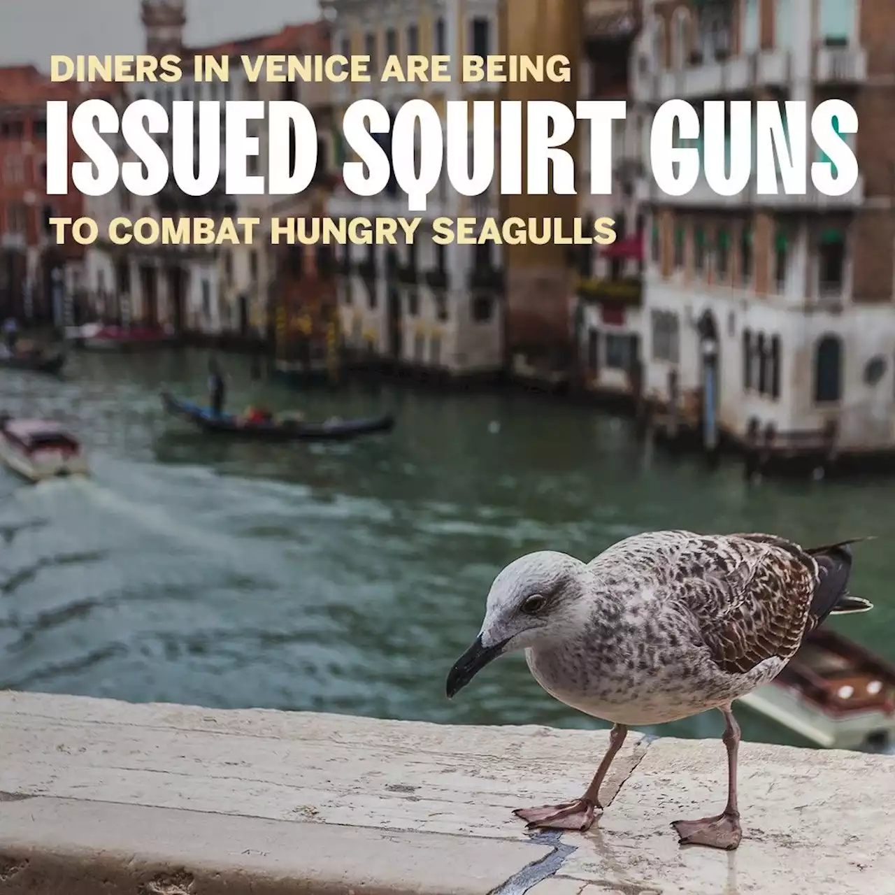 Diners in Venice Are Being Issued Squirt Guns to Combat Hungry Seagulls