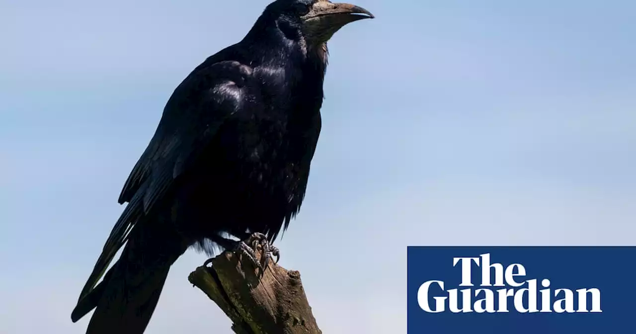 Birdwatch: without ash, wither rooks?