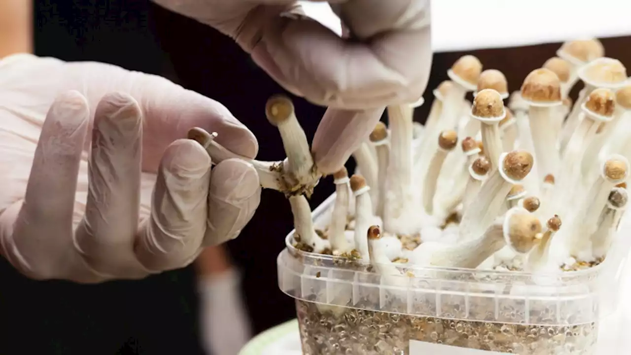 How a magic mushroom compound rewires the brain to relieve depression