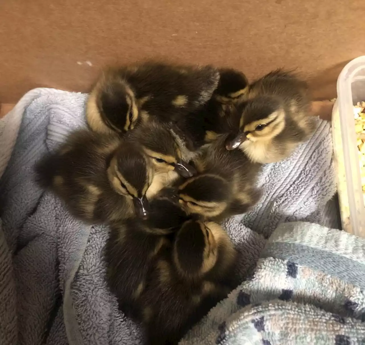 Dublin Police use drone to rescue distressed ducklings from storm drain