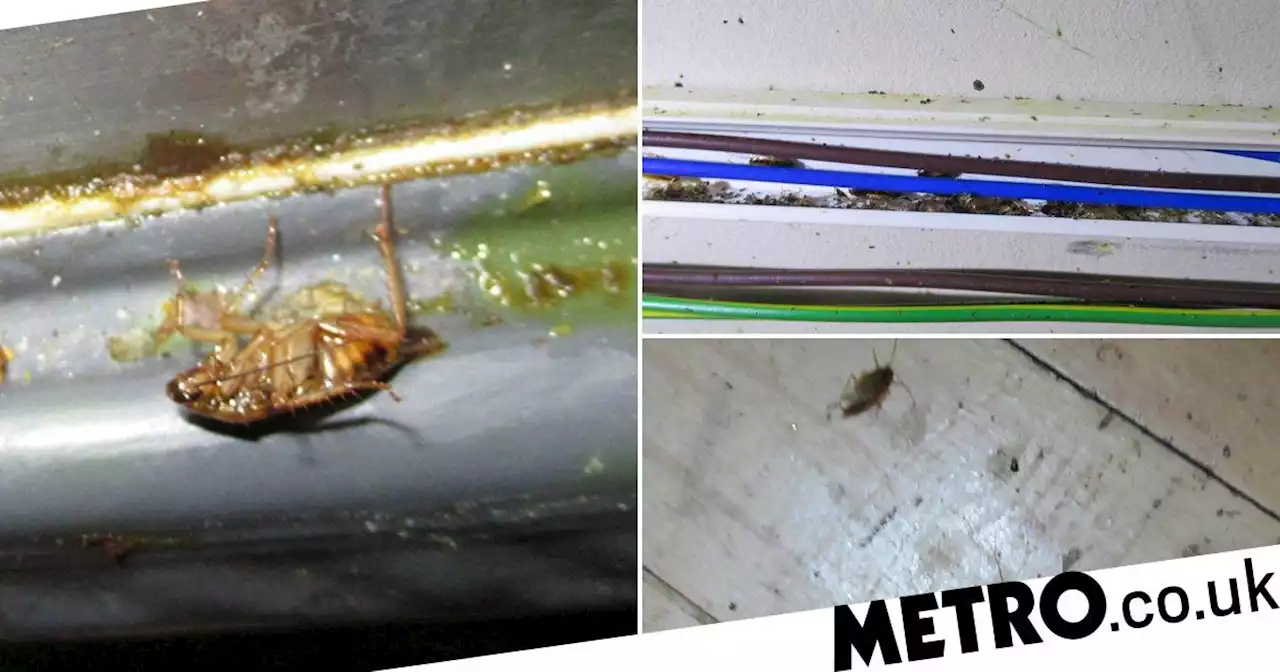 London pub infested with cockroaches is forced to close