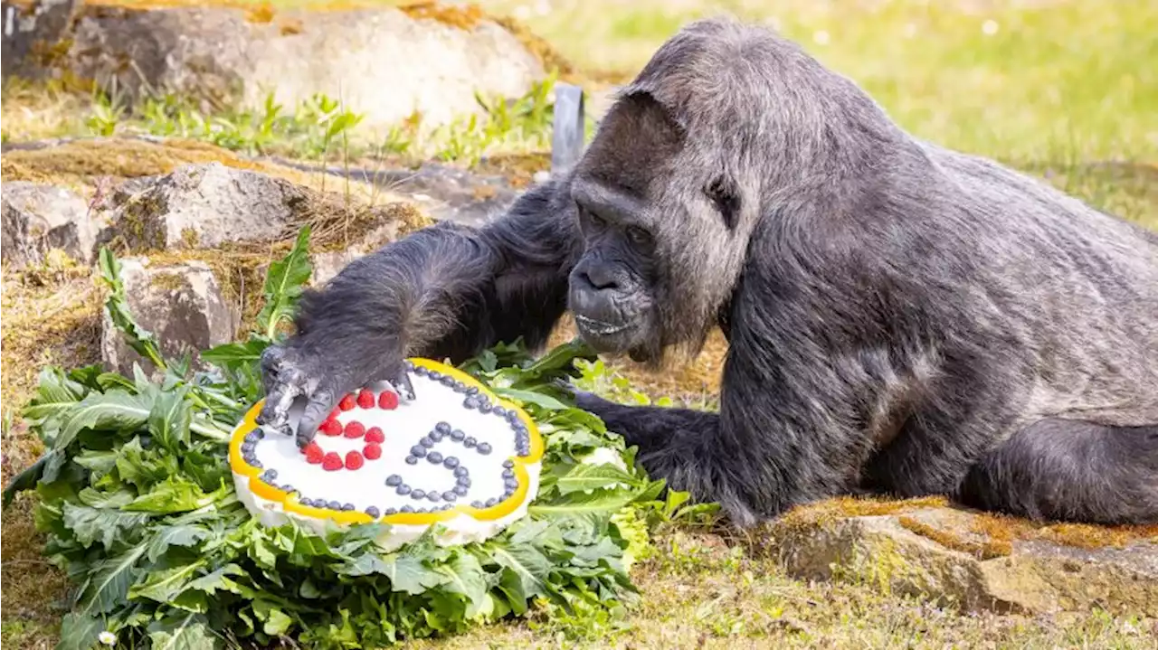 Zoo Berlin: Gorilla-Lady Fatou feiert 65. Geburtstag