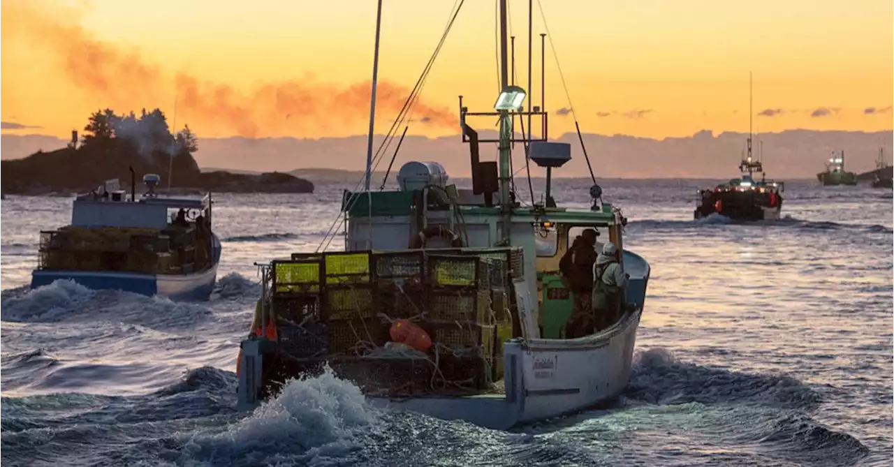 Demand in China, U.S. making Atlantic lobster too expensive for Canadians, industry fears