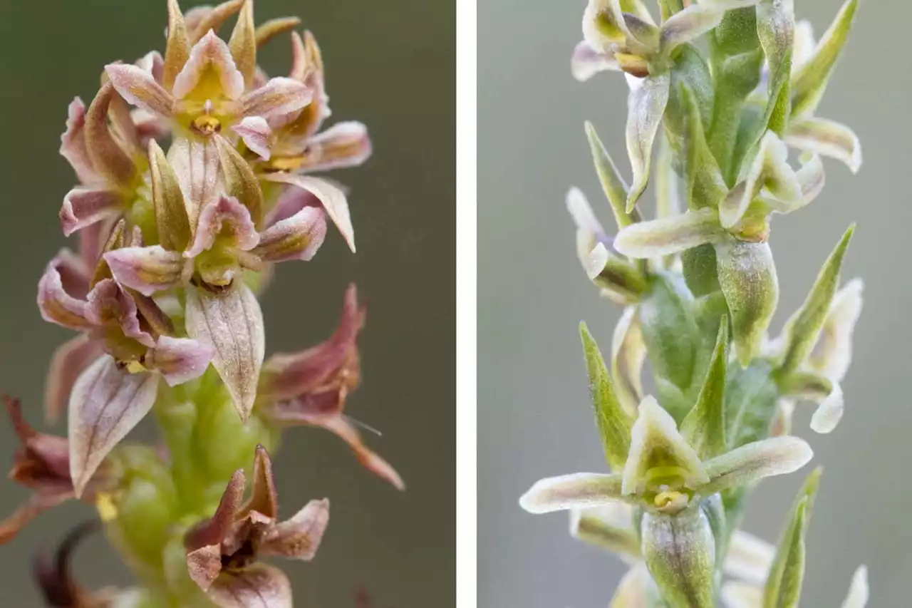 Rediscovered orchid was presumed extinct for almost a century