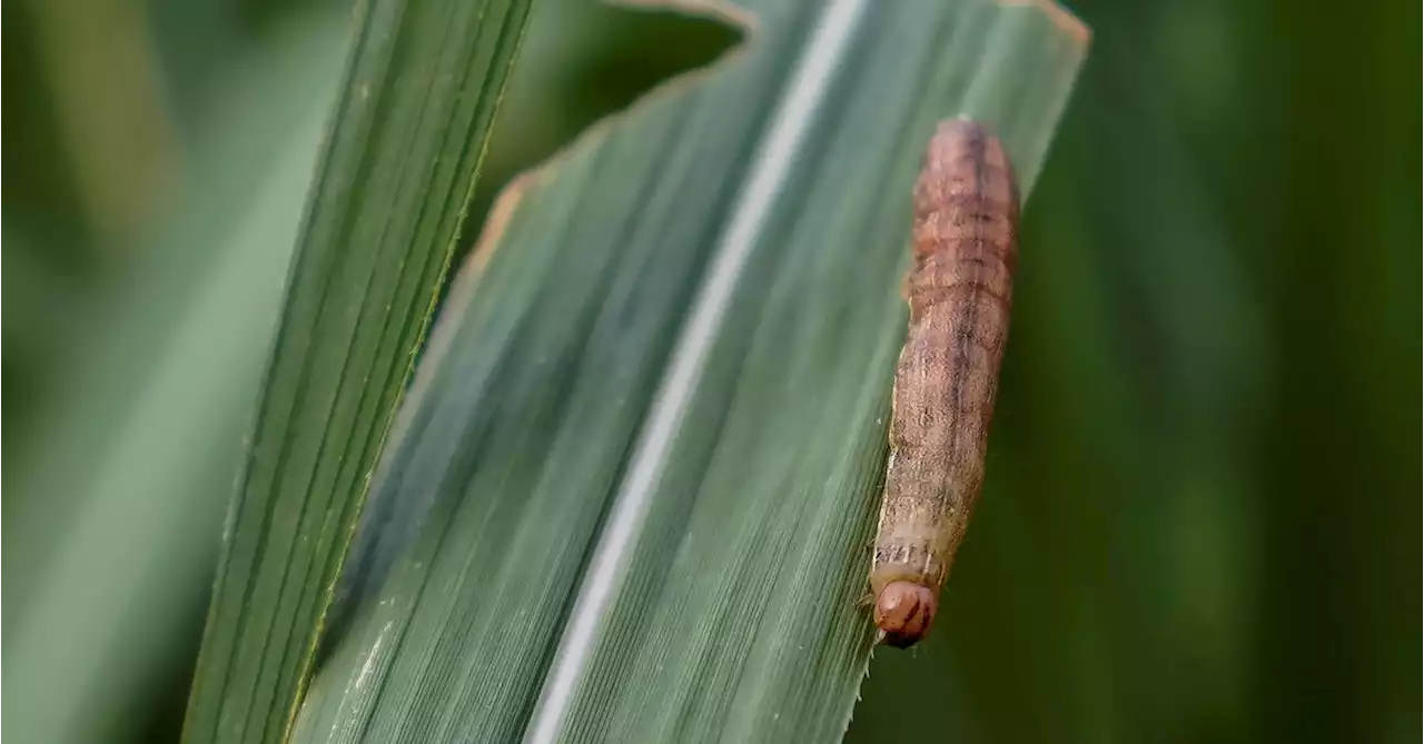 Uganda fights crop-devouring armyworm, blaming climate change