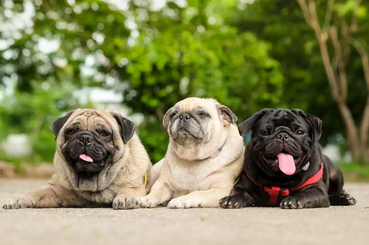 Charity calls for tougher rules on breeding pugs and French bulldogs